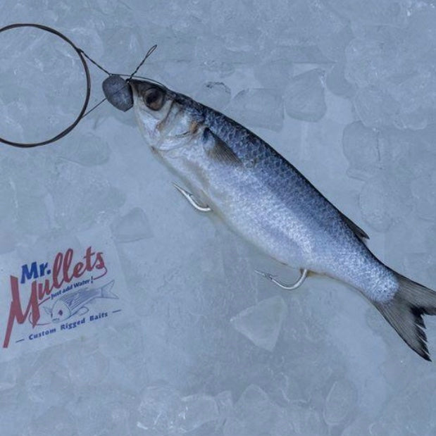 Small swimming mullet – Mr. Mullets Baits