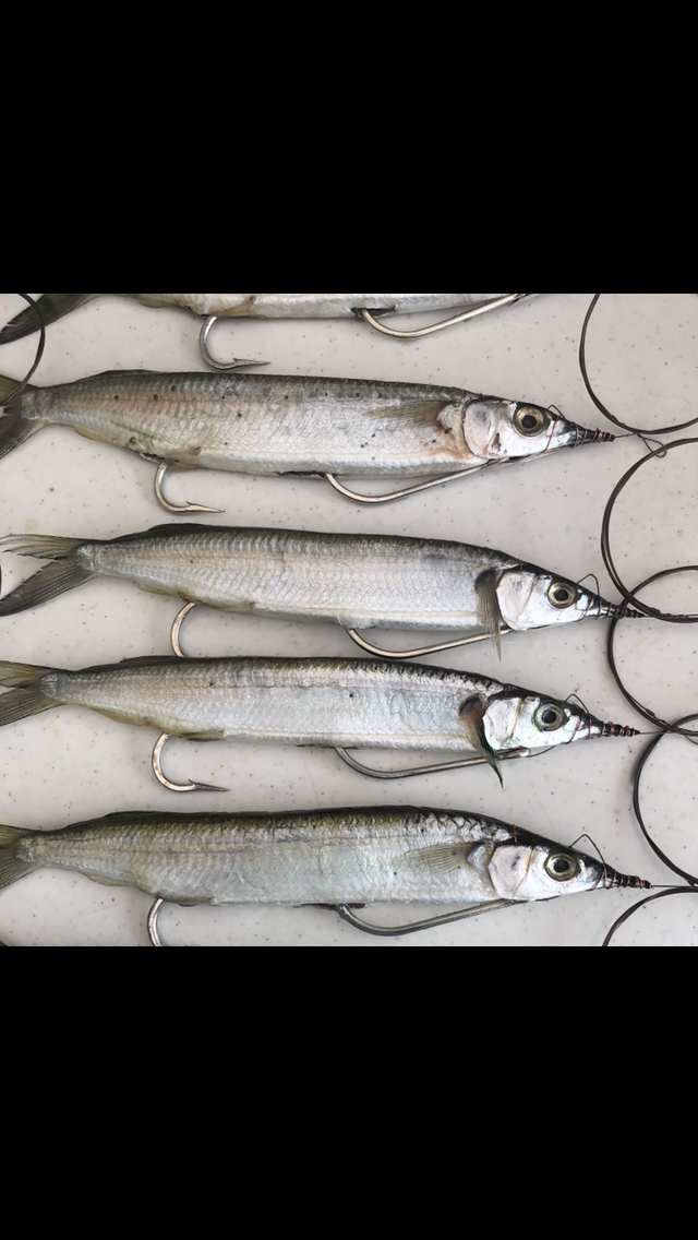 2 pack Dbl Hk Ballyhoo – Mr. Mullets Baits