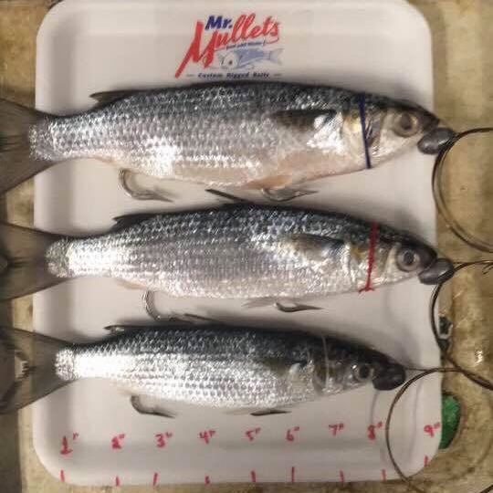 Small Mullet(White Floss): 8”-9 1/2”inches | 10 Pk