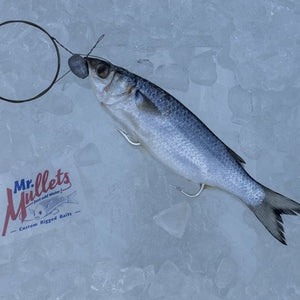Small Mullet(White Floss): 8”-9 1/2”inches | 10 Pk