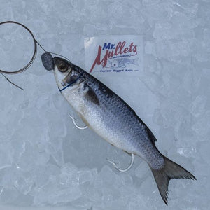 Large Mullet (Blue Floss): 10 1/2 -12 inches | 10pk